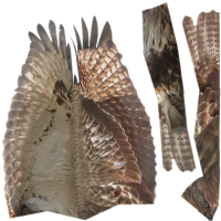 Attached Image: hawk_buzzard_texture.png