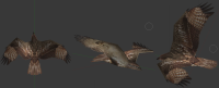 Attached Image: hawk_textured.png
